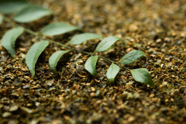 curry_leaves-banner4
